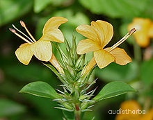 Barleria prionitis flower1.jpg